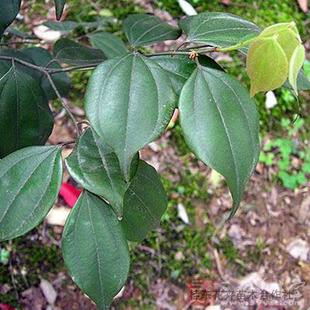 新鲜现挖乌药树苗天台乌药铜钱柴苗旁其矮樟香桂中药材苗保湿发货