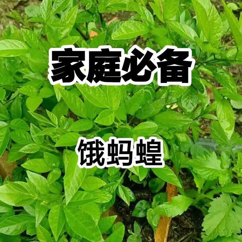 新鲜现挖小槐花苗蛾蚂蝗苗花山蚂蝗山角豆红掌草烂豆树豆科植