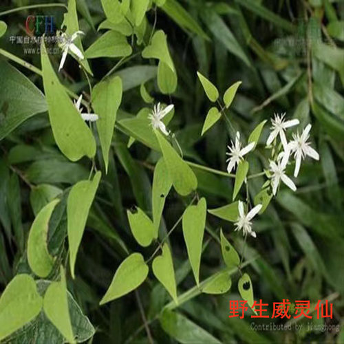 新鲜威灵仙苗铁线连苗
