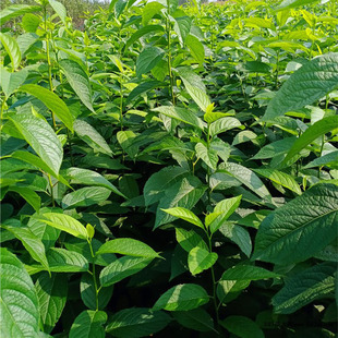 杜仲树苗金丝杜仲中药材苗丝楝树皮丝棉皮棉树皮胶树保湿发货包邮