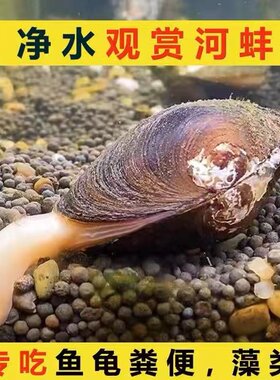 清理鱼缸冷水河蚌河蚬冬天不加温