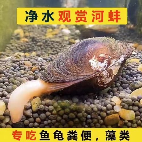 清理鱼缸冷水河蚌河蚬冬天不加温