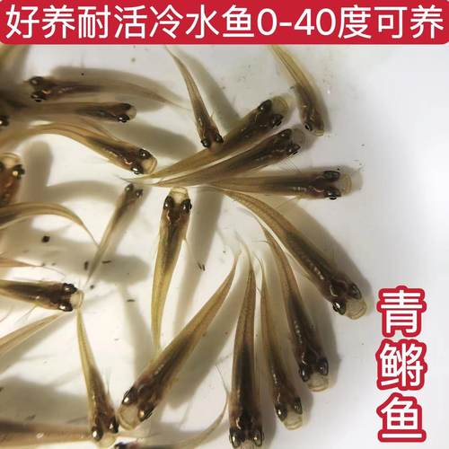 不打氧不加温冷水青鳉鱼魔法鱼