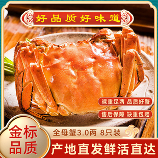 活蟹大闸蟹现货特大八只大闸蟹鲜活超大螃蟹全母蟹官方旗舰