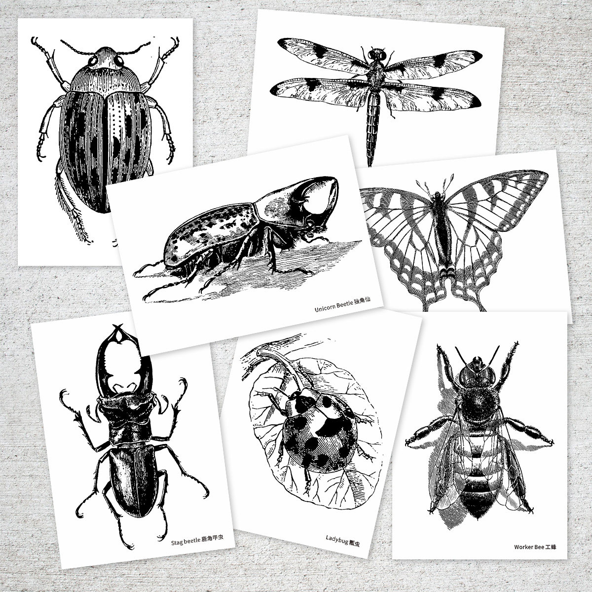 定制黑白线描昆虫临摹卡昆虫记拉丁文 画室美术教室对照20张包邮