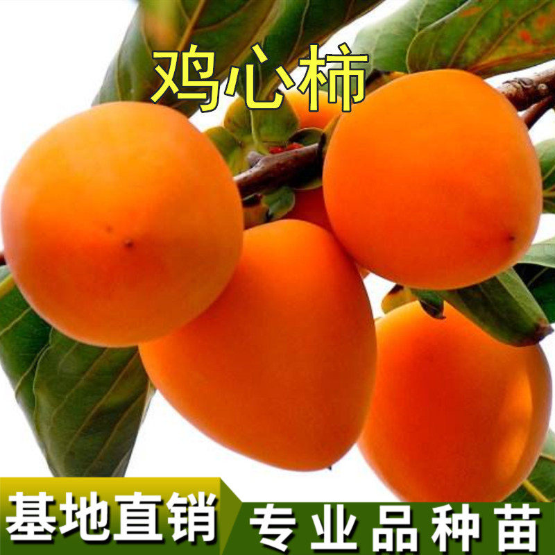 无核鸡心柿苗价格 无核鸡心柿苗图片 星期三