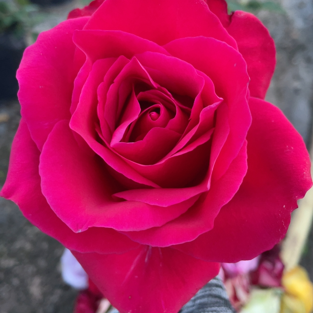 9号棚红色大花浓香不知名