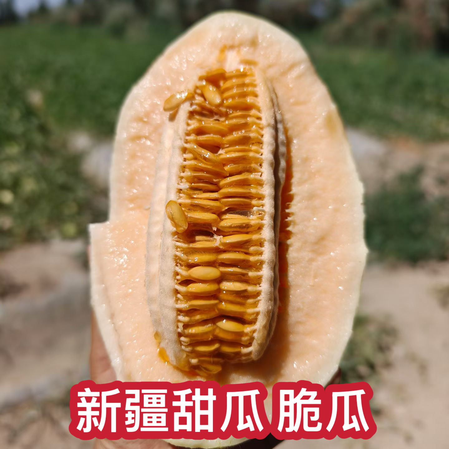 正宗新疆甜瓜甬库瓜新鲜水果现摘现发
