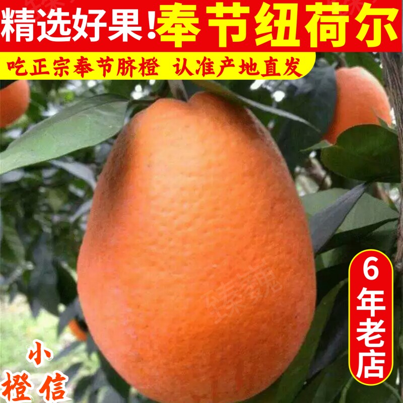 10斤奉节脐橙纽荷尔甜橙大果fjqc