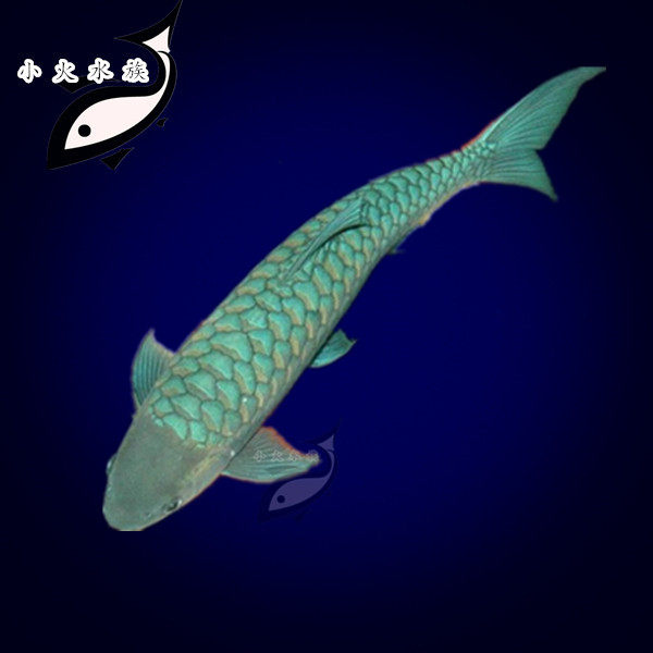 t流域哥拉巴拉 蓝吉罗皇室金吉罗大型鱼鲤科龙鱼配鱼热带观赏活体