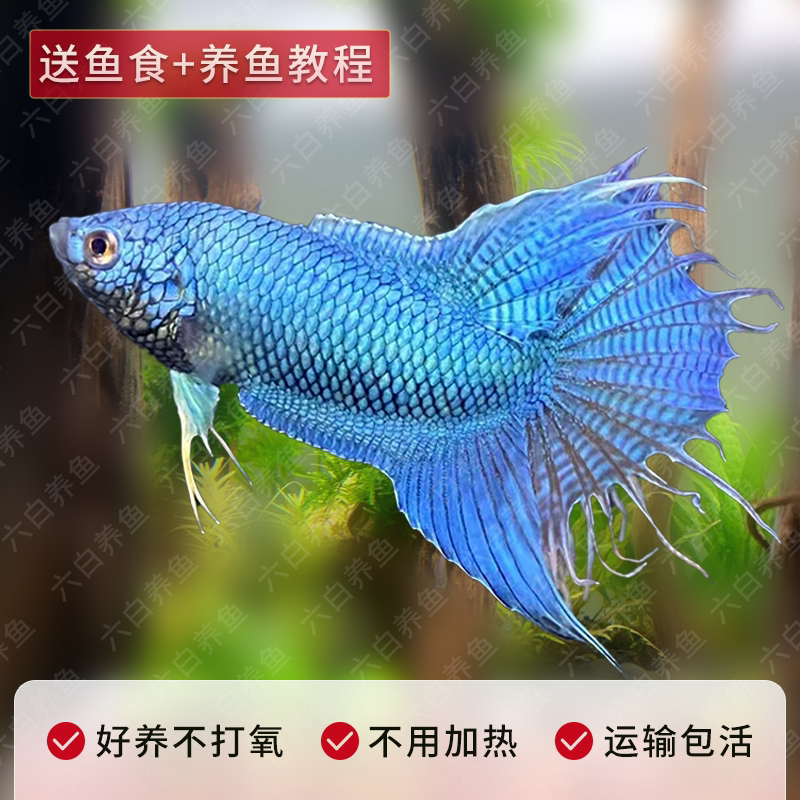 小型观赏鱼耐活斗鱼普叉蓝叉无纹蓝游龙国斗耐冷淡水热带鱼不打氧