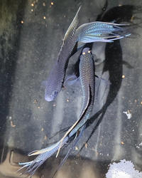 斗鱼蓝型越黑小型淡水观赏菩萨鱼冷水鱼懒人鱼无需打氧易养活雅鱼