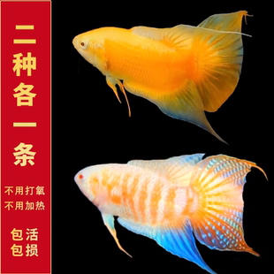 斗鱼观赏鱼苗好养不打氧淡水亚热带鱼国斗招财玄黄鸿运白兔小型鱼