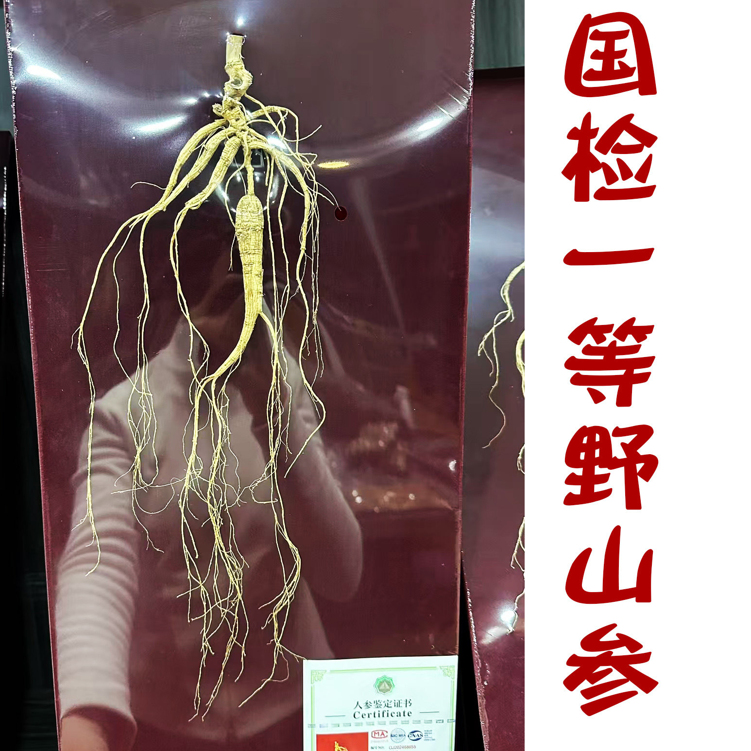 国检一等野山参新证大根头东北特产滋补礼盒泡酒煲汤送礼山妞妞