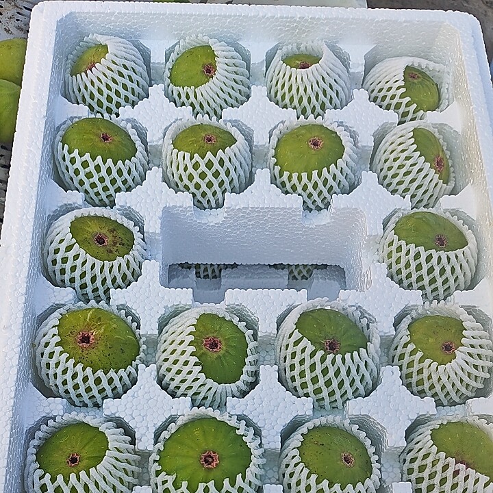 威海乳山新鲜水果青皮无花果当季新鲜现摘产地直发整箱4斤多包邮
