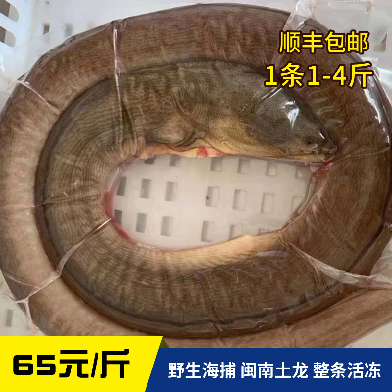 东山岛海鲜 土龙 海捕闽南土龙鲜活冻整条炖汤滋补海鲜水产包顺丰