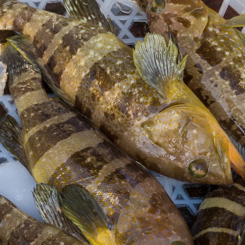 1斤2条海捕石斑鱼鲜活冷冻土石斑新鲜老虎斑营养海鲜孕妇吃的海鱼