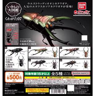 万代 扭蛋 生物大图鉴 甲虫 7 鹿角虫 锹形虫 仿真 可动手办 模型