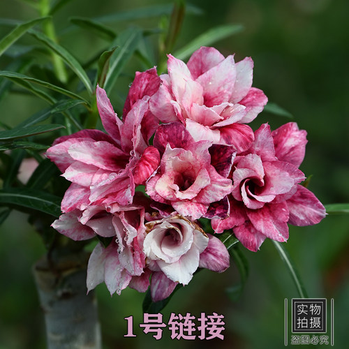 沙漠玫瑰当年开花一物一拍庭院
