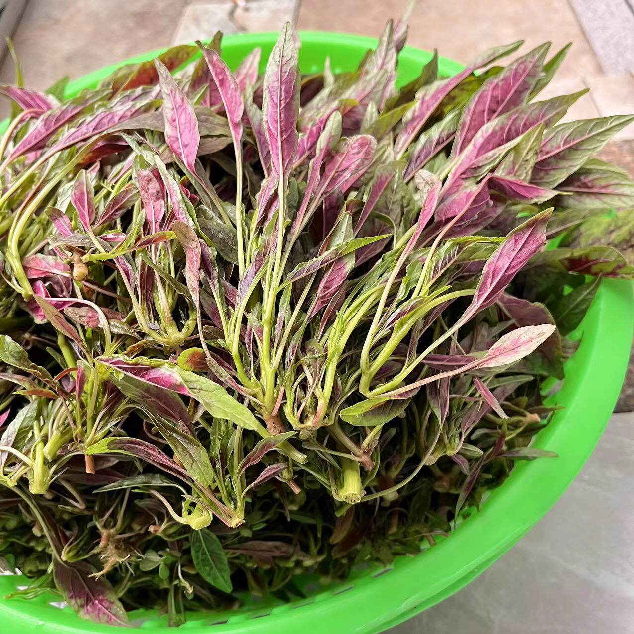 安徽无为新鲜农家红苋菜露天种植汉菜 时令蔬菜现摘1斤 2斤 3斤装