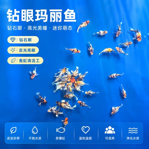 越南钻石眼玛丽鱼瓷白玛丽鱼柠檬黄玛丽奶牛球体玛丽球燕尾玛丽