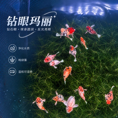 水墨新手红头三色金虎进口小老虎玛丽钻石眼观赏暴风雪柠檬焦糖