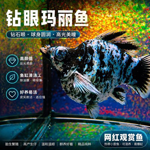 活体观赏淡水鱼黑燕尾玛丽鱼米奇孔雀胎生鱼除油膜除藻新手风水鱼