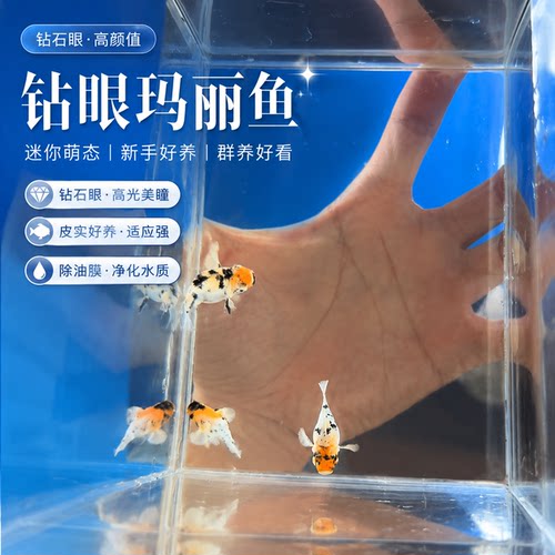 精品水墨钻石眼玛丽皮球观赏鱼热带淡水小型鱼瓷白燕尾圆尾新手鱼
