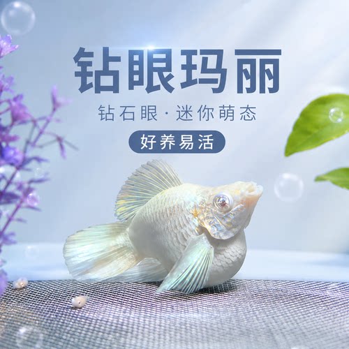 原线钻石眼玛丽球鱼红头三色斑马玛丽花豹金虎可繁殖观赏鱼包邮
