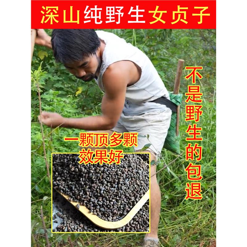 老周挖的深山纯野生女贞子500g材的功效与作用片饮旱莲草