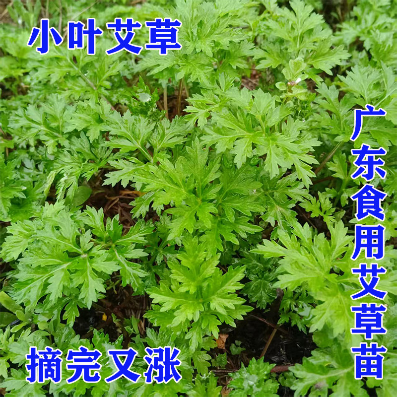 食用艾草苗新鲜艾叶阳台庭院喜光驱蚊小叶艾草绿植盆栽艾糍煲汤