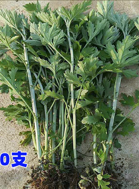 艾草种种植艾草苗食用药用