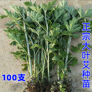 艾草种苗带跟发货大叶正宗艾种绿植盆栽纯艾草种子食用药用艾苗根