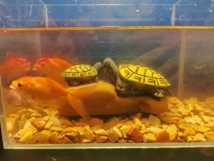 黄蜡石小石碎石鱼缸龟缸铺缸底砂造景发色适合各种小青龟鱼包邮