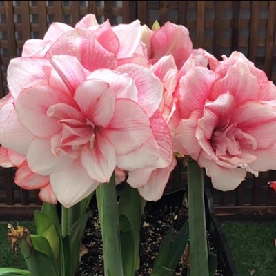 朱顶红小苗澳朱台朱梦幻汤姆闪亮气质美女条纹黛丝带盆发货包对版