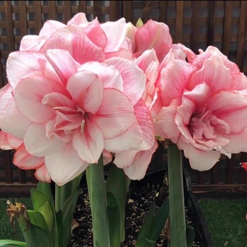 朱顶红小苗澳朱台朱梦幻汤姆闪亮气质美女条纹黛丝带盆发货包对版