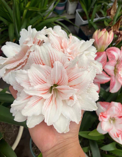 朱顶红小苗直播间专属链接