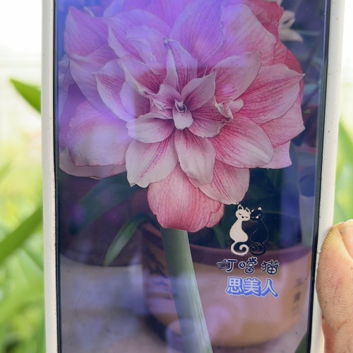 思美人3cm加奶油2 1.5-2