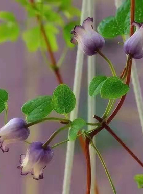 铃铛铁线莲 德克萨斯组 胭脂扣 天使首饰 万花筒 玉 樱桃唇红胖子