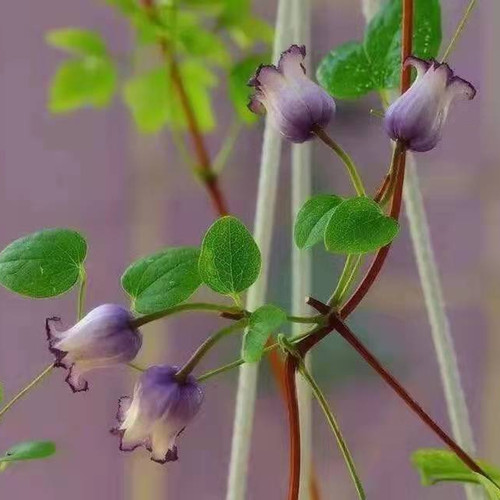 铁线莲铃铛开花量大皮实好养