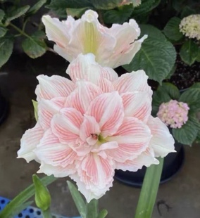 大鹅朱顶红1.5 2CM带盆土发货包对版