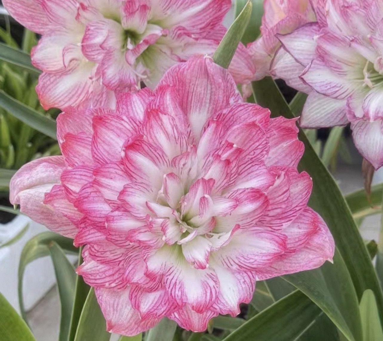 花王朱顶红侧球2CM裸根苗