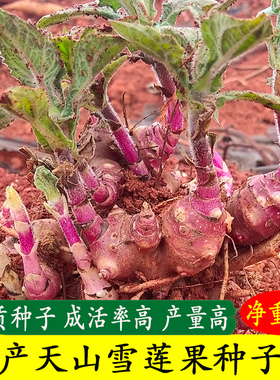 高产雪莲果种云南天山雪莲果种球红心雪莲果苗黄心雪莲果种芽