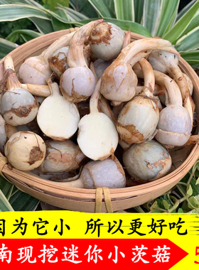 云南新鲜白慈姑现挖野地迷你小茨菇山茨菰粉糯马蹄荸荠燕尾菇蔬菜