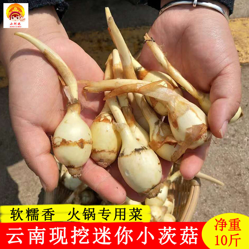云南白茨菇现挖迷你小茨菇农家白慈姑新鲜蔬菜白马蹄茨菰燕尾菇