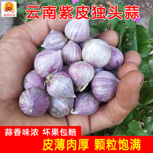 云南珍珠独头蒜干大蒜紫皮蒜