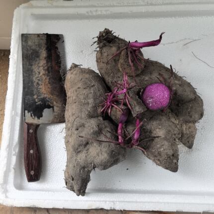 江西赣南农家脚板薯紫山药种子古天根种子冰淇淋紫人参毛薯种块