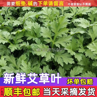 新鲜艾叶新鲜艾草叶艾叶草生艾叶野生食用农家清明草米果青团糍粑