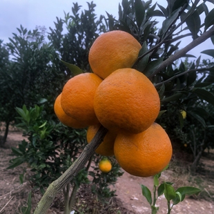【金堂直发】四川成都耙耙柑现摘现发新鲜桔子当季水果春日见柑儿