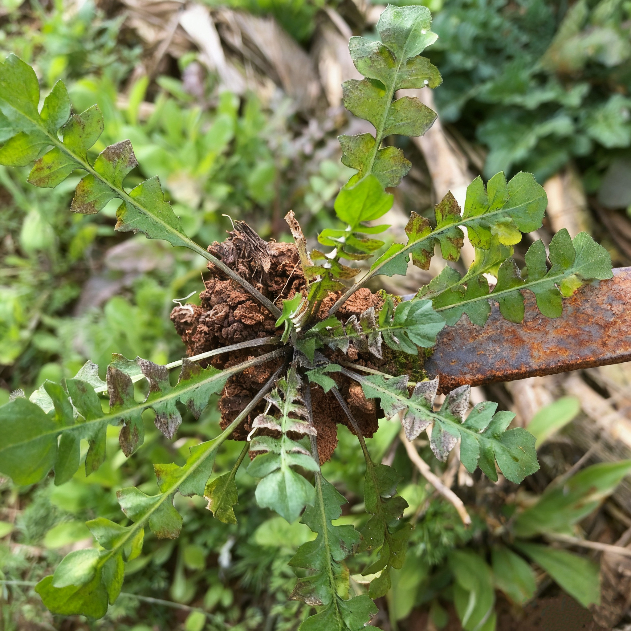 1斤装当季现挖现发金堂直发新鲜